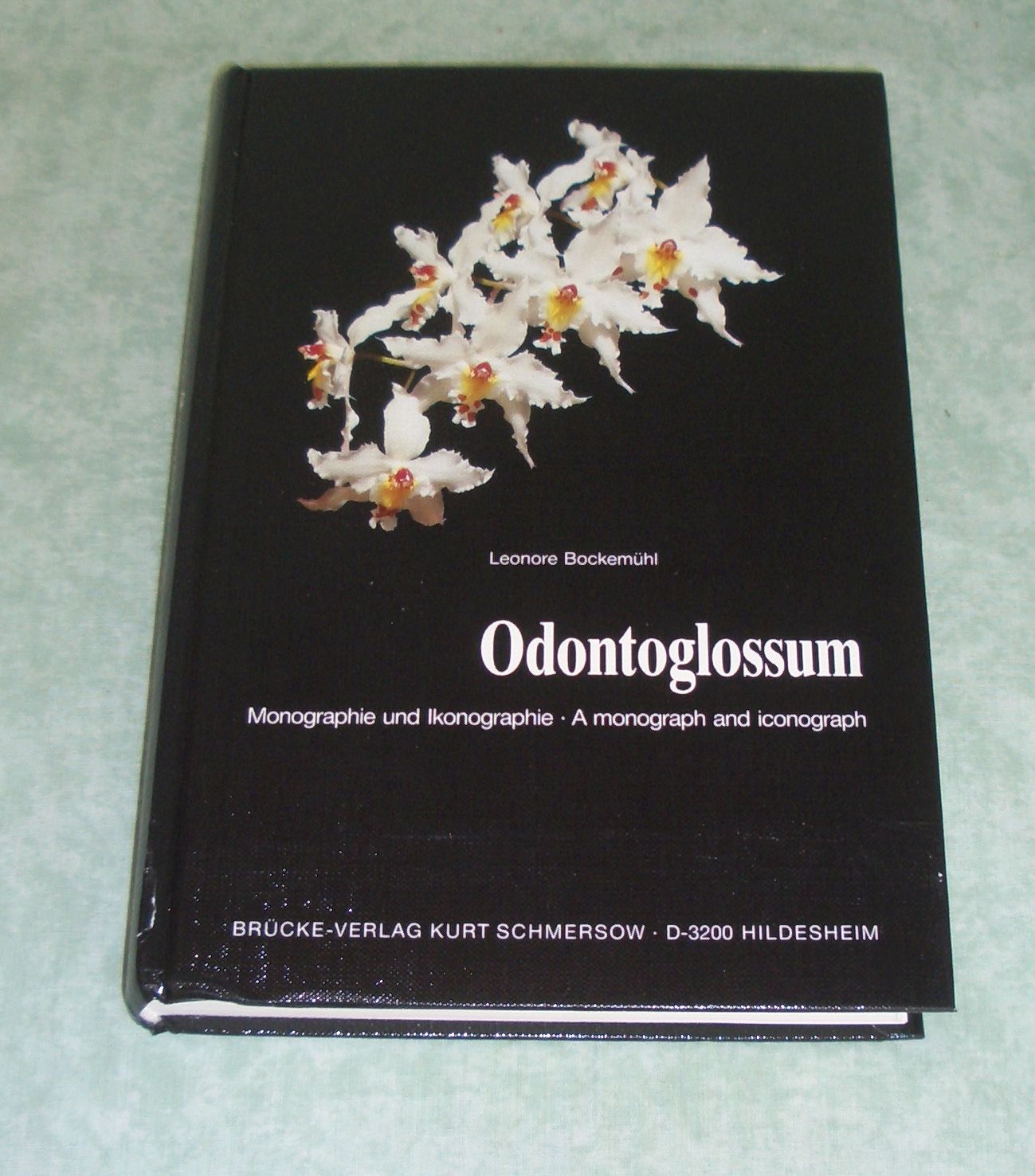 Odontoglossum