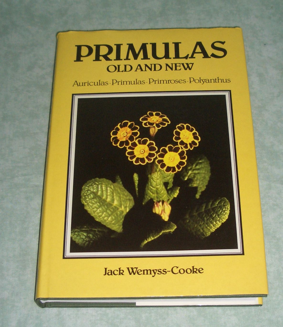 Primulas