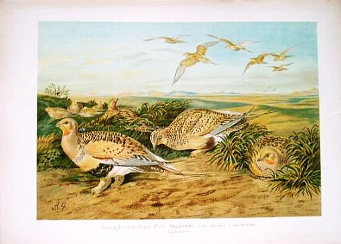 Lithogr. Steppenhuhn